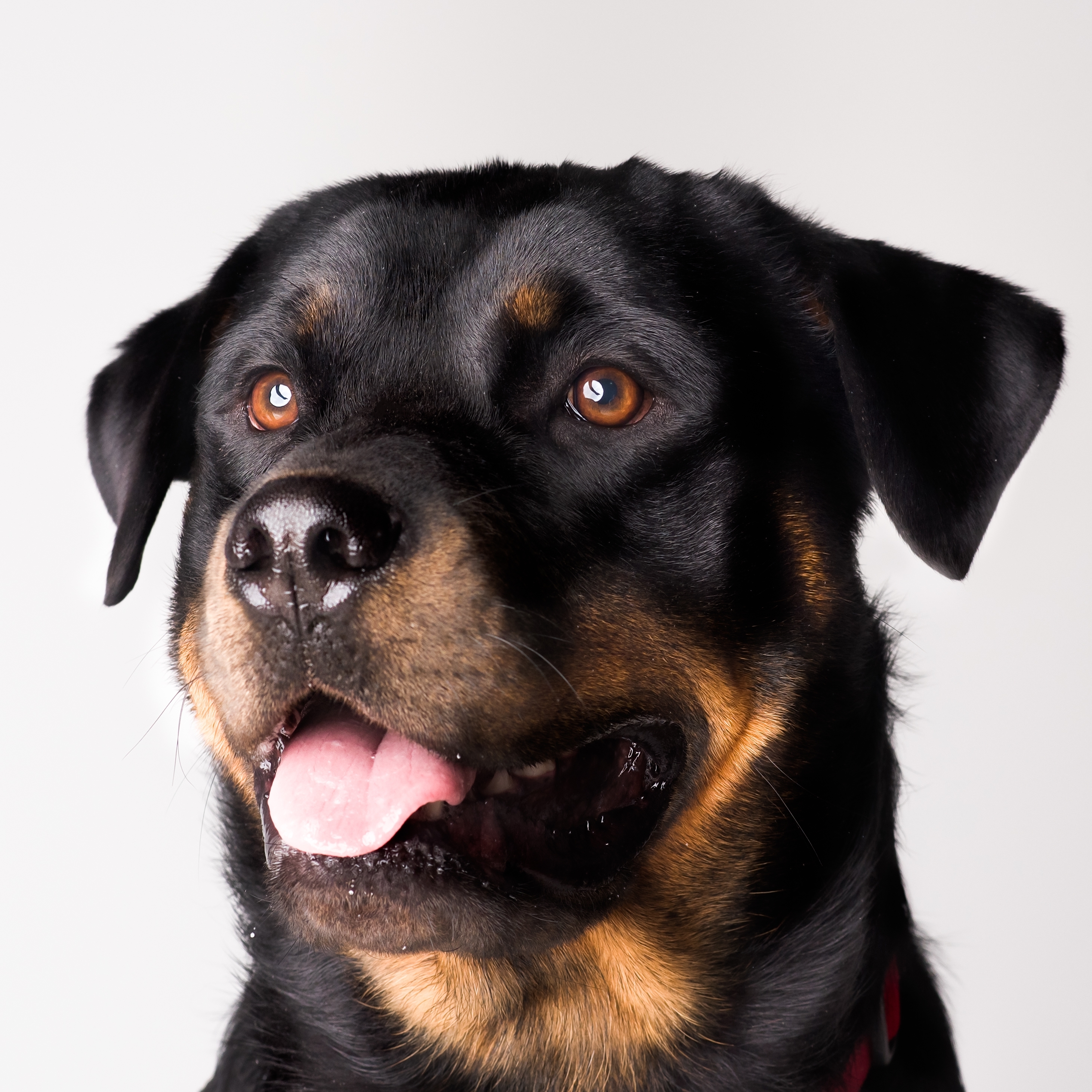 Tierno Rottweiler viendo a la camara sonriendo